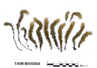 藏品(南亞美蕨苔)的圖片